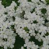 Verbena hybrida Lanai 'Upright White'