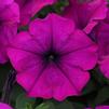 Petunia hybrida Easy Wave 'Violet'