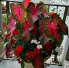 Caladium 'Red Flash'