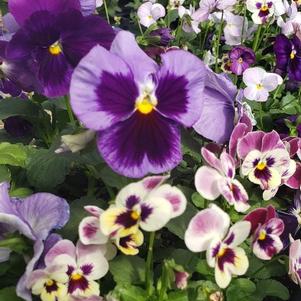 Pansy Viola wittrockiana 'Georgias Favorite Mix'