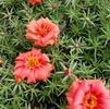 Portulaca grandiflora Sundial 'Scarlet'