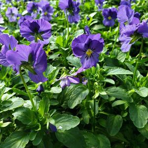 Viola cornuta Penny 'Blue'
