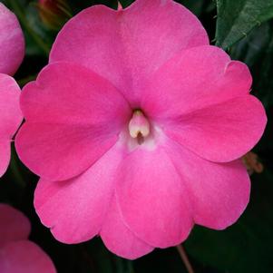 Impatiens hybrida hort Sunpatiens Compact 'Hot Pink'