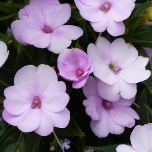 Impatiens hybrida hort Sunpatiens Compact 'Orchid Blush'