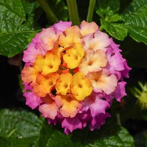 Lantana camara 'Blush Pink'