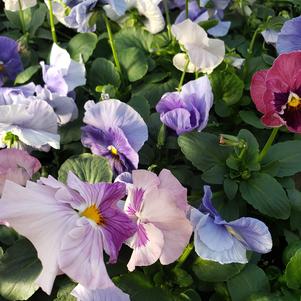 Pansy Viola wittrockiana Delta 'Cotton Candy'