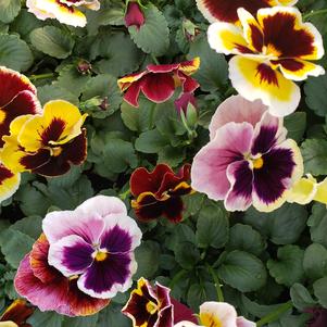 Pansy Viola wittrockiana Delta 'Apple Cider'