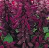 Salvia splendens Vista 'Purple'