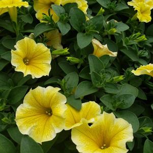 Petunia Superpetunia 'Bee's Knees'