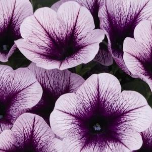 Petunia Superpetunia 'Durabloom Blue Vein'