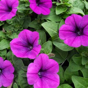 Petunia Superpetunia 'Durabloom Electric Lilac'