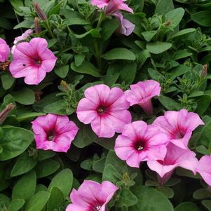 Petunia Superpetunia 'Durabloom Royal Pink'