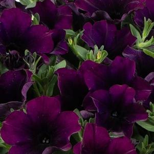 Petunia Superpetunia 'Durabloom Silver'