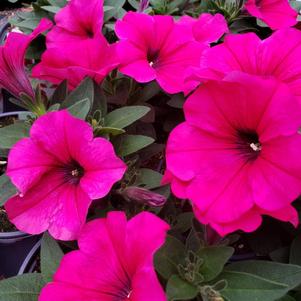 Petunia Superpetunia 'Durabloom Watermelon'