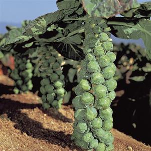 Vegetable Brussel's Sprouts 'Jade Cross'