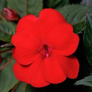 Impatiens hybrida hort Sunpatiens Compact 'Deep Red'