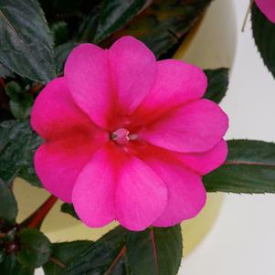 Impatiens hybrida hort Sunpatiens Compact 'Purple Candy'