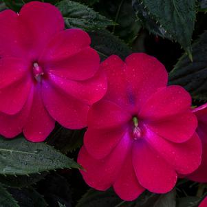 Impatiens hybrida hort Sunpatiens Compact 'Rose Glow'