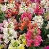 Snapdragon Antirrhinum majus Snapshot 'Mix'