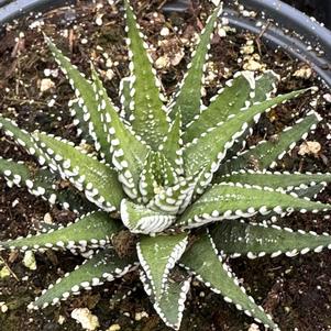 Succulent Haworthia 'Big Band'