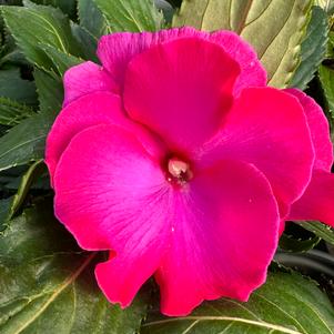 Impatiens New Guinea Impatiens hawkerii Roller Coaster 'Hot Pink'