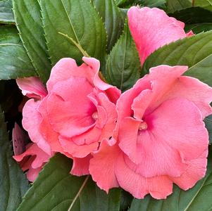 Impatiens New Guinea Impatiens hawkerii Roller Coaster 'Tangy Taffy'