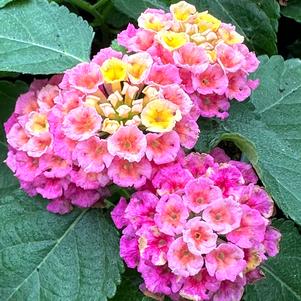 Lantana camara Bandolera 'Lychee'