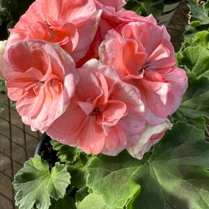 Geranium Pelargonium zonale Rosalie 'Antique Salmon'