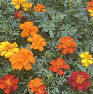 Marigold Tagetes erecta Durango 'Mix'