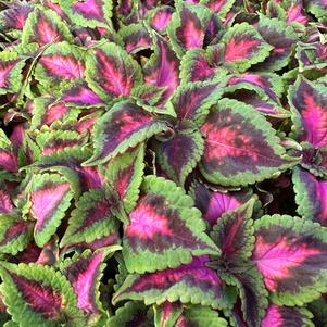 Coleus Main Street 'Fifth Avenue'