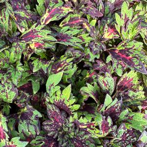 Coleus Main Street 'Ashbury'