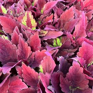 Coleus Main Street 'Yonge Street'