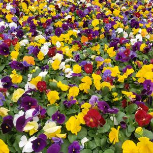 Pansy