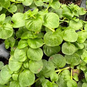 Lysimachia nummularia 'Green'