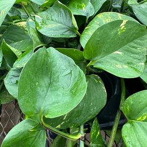 Pothos epipremnum aureum 'Golden'