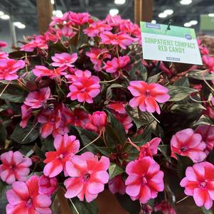 Impatiens hybrida hort Sunpatiens Compact 'Red Candy'