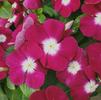 Vinca Catharanthus roseus Pacifica 'Burgundy Halo'