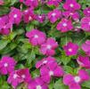 Vinca Catharanthus roseus SunStorm 'Deep Orchid'