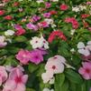 Vinca Catharanthus roseus SunStorm 'Mix'