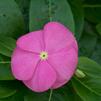Vinca Catharanthus roseus SunStorm 'Deep Pink'