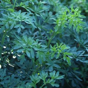 Herb Ruta 'Barry Ruta Rue'