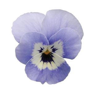 Viola cornuta Sorbet XP 'Marina'