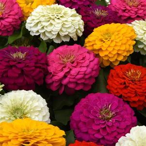 Zinnia elegans Zesty 'Mix'
