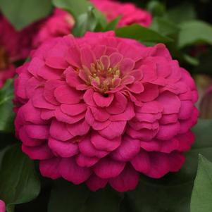 Zinnia elegans Zesty 'Pink'
