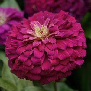 Zinnia elegans Zesty 'Purple'