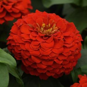 Zinnia elegans Zesty 'Scarlet'