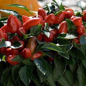 Ornamental Pepper Capsicum annuum 'Samba Red'