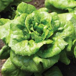 Vegetable Lettuce 'Buttercrunch'