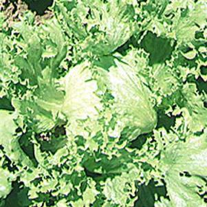 Vegetable Lettuce 'Great Lakes 659'