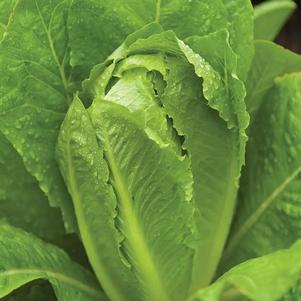 Vegetable Lettuce 'Parris Island'